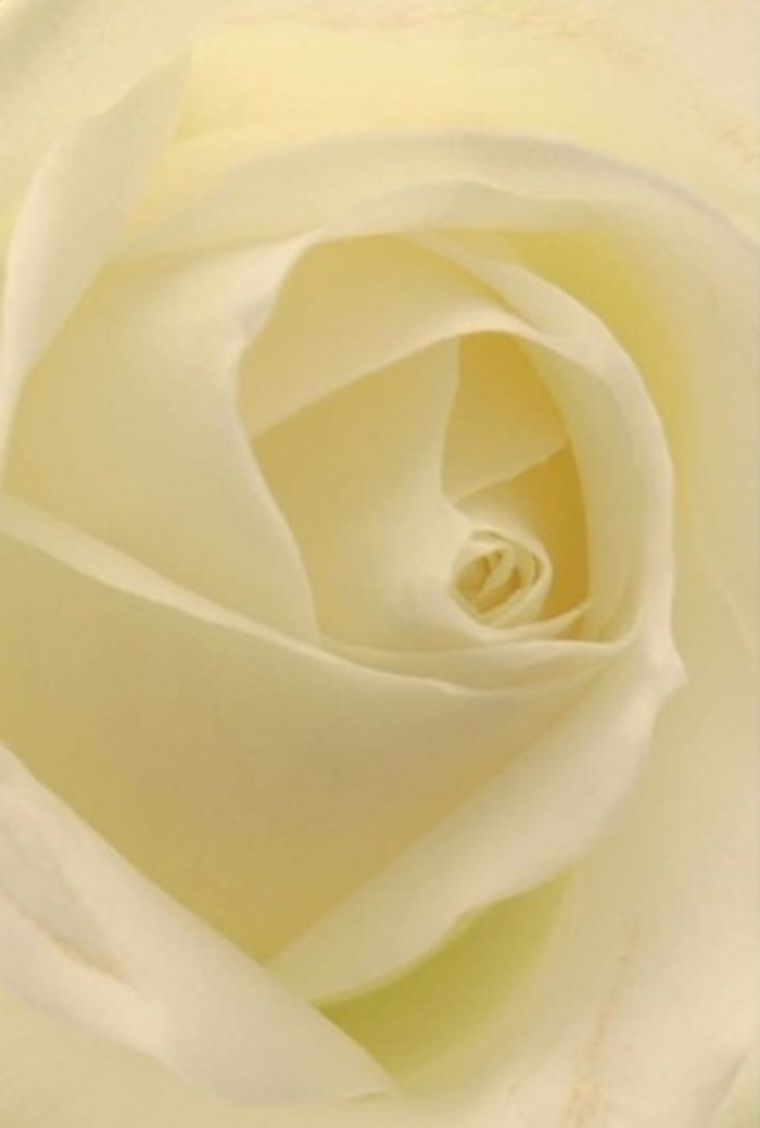 Observed at close range, this exceptional white rose showcases a tranquil interplay between softness and layered complexity, reminiscent of Bracknell's peaceful garden corners. The creamy, spiraled petals blend effortlessly with shades of gentle white, each illuminated as if lit from within by dappled afternoon sun filtering through trees in Berkshire parks. Artists and florists at Flowers Bracknell might see in its structure the perfect foundation for a romantic bouquet, a sincere apology, or the classic centrepiece at a local wedding - where pure intentions are as important as the flower's unfurling heart. Each petal carries subtle hints of blush and shadow, its flawless geometry hinting at purity and a quiet strength, while its arrangement suggests both serene resilience and natural sophistication. There's a clean, lingering scent imagined on the breeze, conjuring feelings of renewal and trust. The rose radiates unspoken emotion; it is as appropriate for a soft farewell as for marking new beginnings, bridging Bracknell's lively spirit with the unwavering elegance found in every thoughtful floral design.